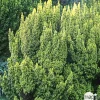 Taxus baccata Repandens Aurea 40/50 : pot 3L
