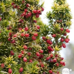 Taxus baccata Repandens Aurea 40/50 : pot 3L