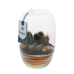 Terrarium avec cactus : D.25cm