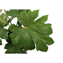 Tetrapanax - Pot 10L