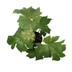 Tetrapanax - Pot 10L