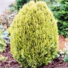 Thuya du Canada orientalis Semperaurea 30/40 : pot 3L