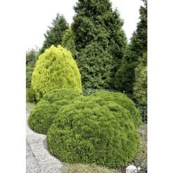 Thuya occidentalis Danica, H : 30/40 cm, ctr 4L