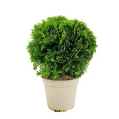 Thuya occidentalis Danica, H : 30/40 cm, ctr 4L