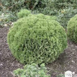 Thuya occidentalis 'Danica': pot 4,5 litres