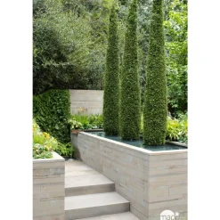 Thuya occidentalis Emeraude H : 100/125 cm, ctr 10L