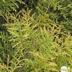 Thuya occidentalis Rheingold, H : 30/40 cm, ctr 4L