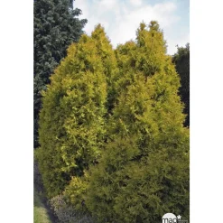 Thuya occidentalis Rheingold, H : 30/40 cm, ctr 4L