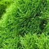 Thuya occidentalis Tiny Tim H : 30/40 cm, ctr 4L
