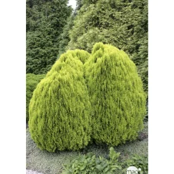 Thuya orientalis Aurea Nana, H : 30/40 cm, ctr 4L