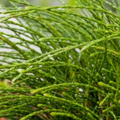 Thuya plicata 'Whipcord' Pot 3L