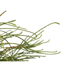 Thuya plicata 'Whipcord' Pot 3L