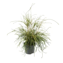 Thuya plicata 'Whipcord' Pot 3L