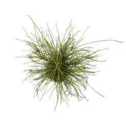 Thuya plicata 'Whipcord' Pot 3L