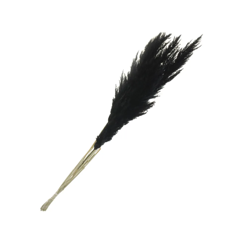 Tige de pampa séchée noire H.115 cm