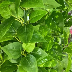 Tige de plante artificielle en plastique, pothos de 2 mètres de long
