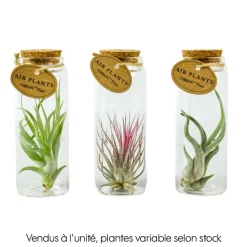 Tillandsia, dans verre avec bouchon de liège