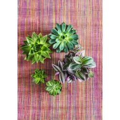 Tradescantia Nanouk' : d.12cm