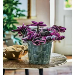 Tradescantia Nanouk' : d.12cm