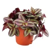 Tradescantia Zebrina pot D12cm