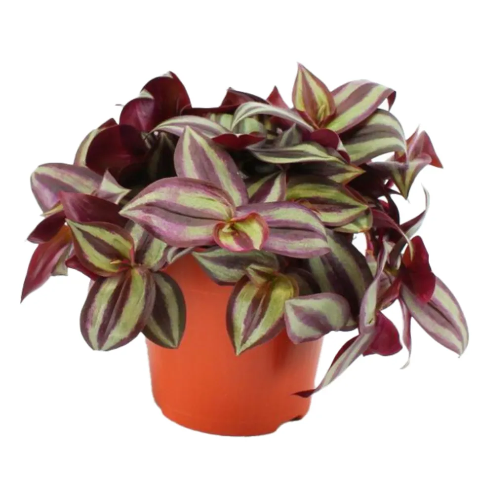 Tradescantia Zebrina pot D12cm