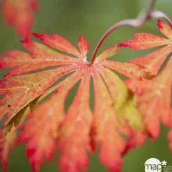 TRUFFAUT - Acer japonicum : touffe, ctr 3 L - Variétés variables