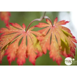 TRUFFAUT - Acer japonicum : touffe, ctr 3 L - Variétés variables