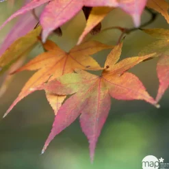 TRUFFAUT - Acer palmatum : ctr 7 L- Variétés variables