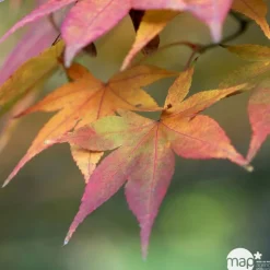 TRUFFAUT - Acer palmatum : ctr 50 L