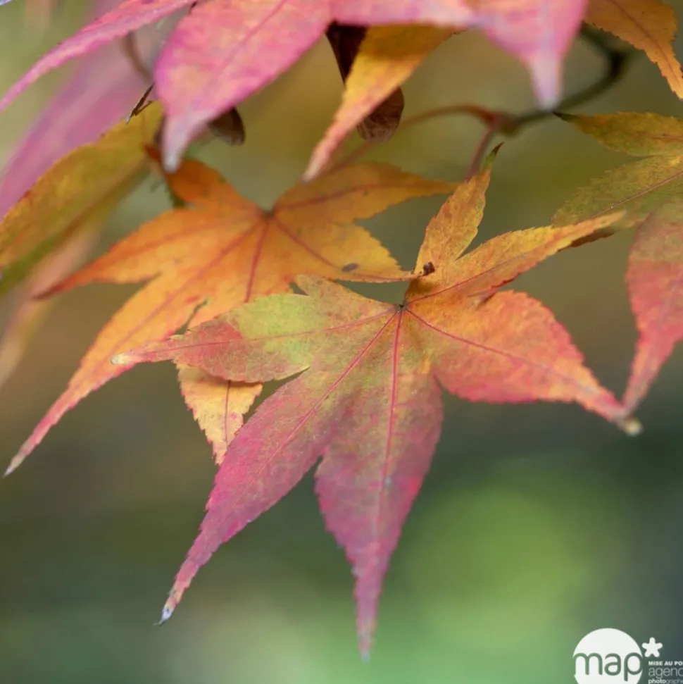 TRUFFAUT - Acer palmatum : ctr 50 L