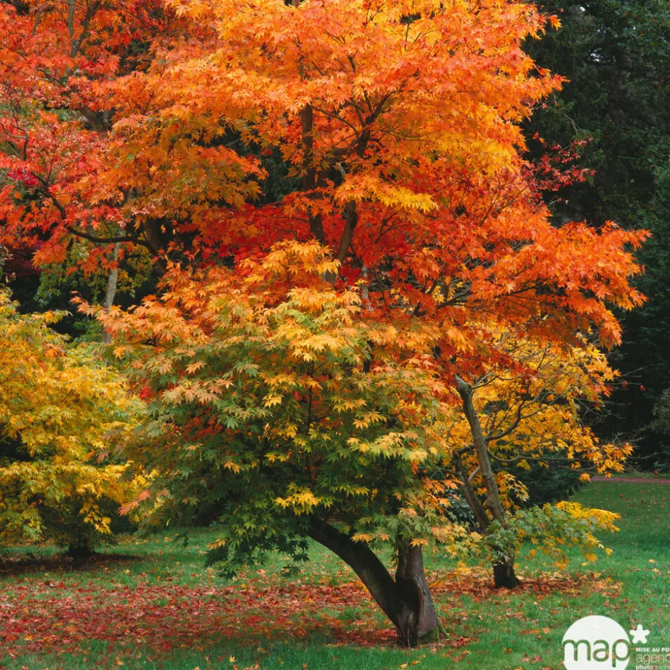 TRUFFAUT - Acer palmatum : ctr 50 L