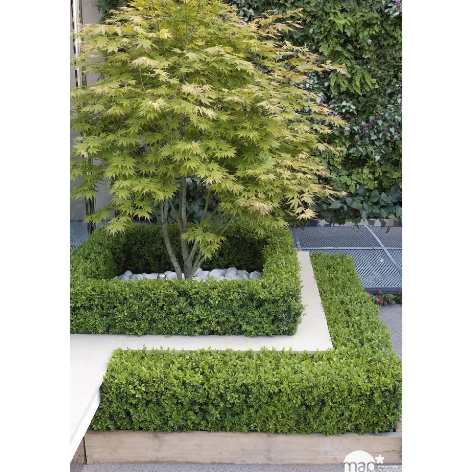 TRUFFAUT - Acer palmatum TRUFFAUT : ctr 30 L - Variétés variables