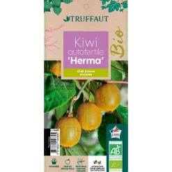 TRUFFAUT - Actinidia 'Herma' AB : pot 3L