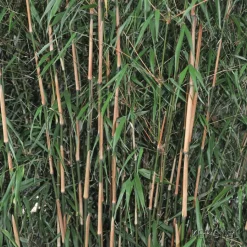 TRUFFAUT - Bambou non-traçant fargesia scabrida 'Asian Wonder': pot de 30 litres