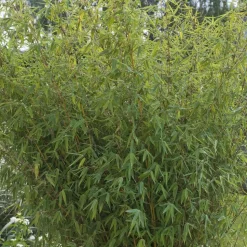 TRUFFAUT - Bambou non-traçant fargesia angustissima: pot de 12 litres