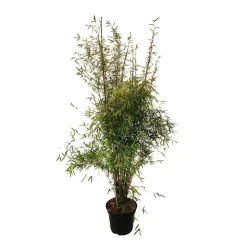 TRUFFAUT - Bambou non-traçant fargesia angustissima: pot de 12 litres
