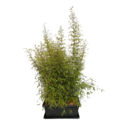 TRUFFAUT - Bambou non-traçant fargesia angustissima: pot de 30 litres