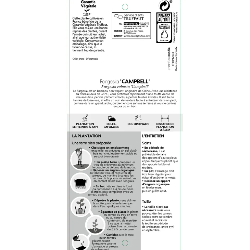 TRUFFAUT - Bambou non-traçant fargesia robusta 'Campbell': pot de 5 litres