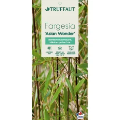 TRUFFAUT - Bambou non-traçant fargesia scabrida 'Asian Wonder': pot de 12 litres