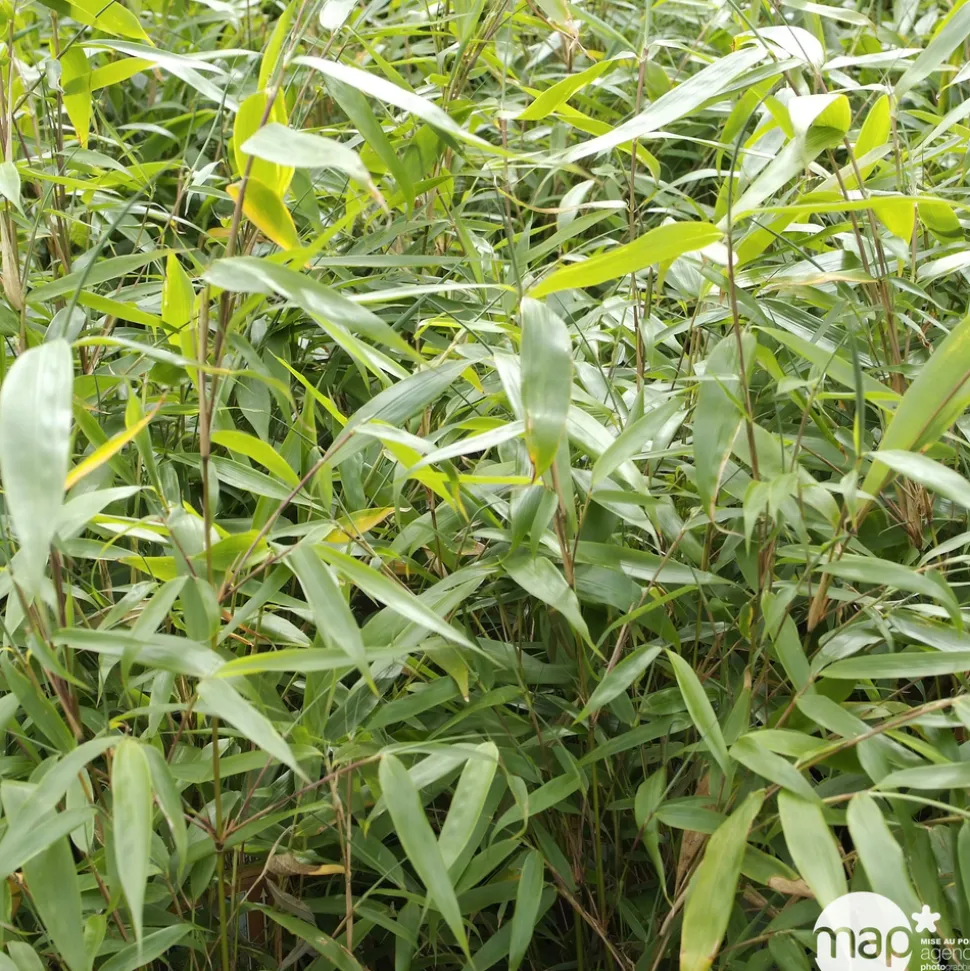 TRUFFAUT - Bambou non-traçant fargesia robusta 'Pingwu': pot de 12 litres