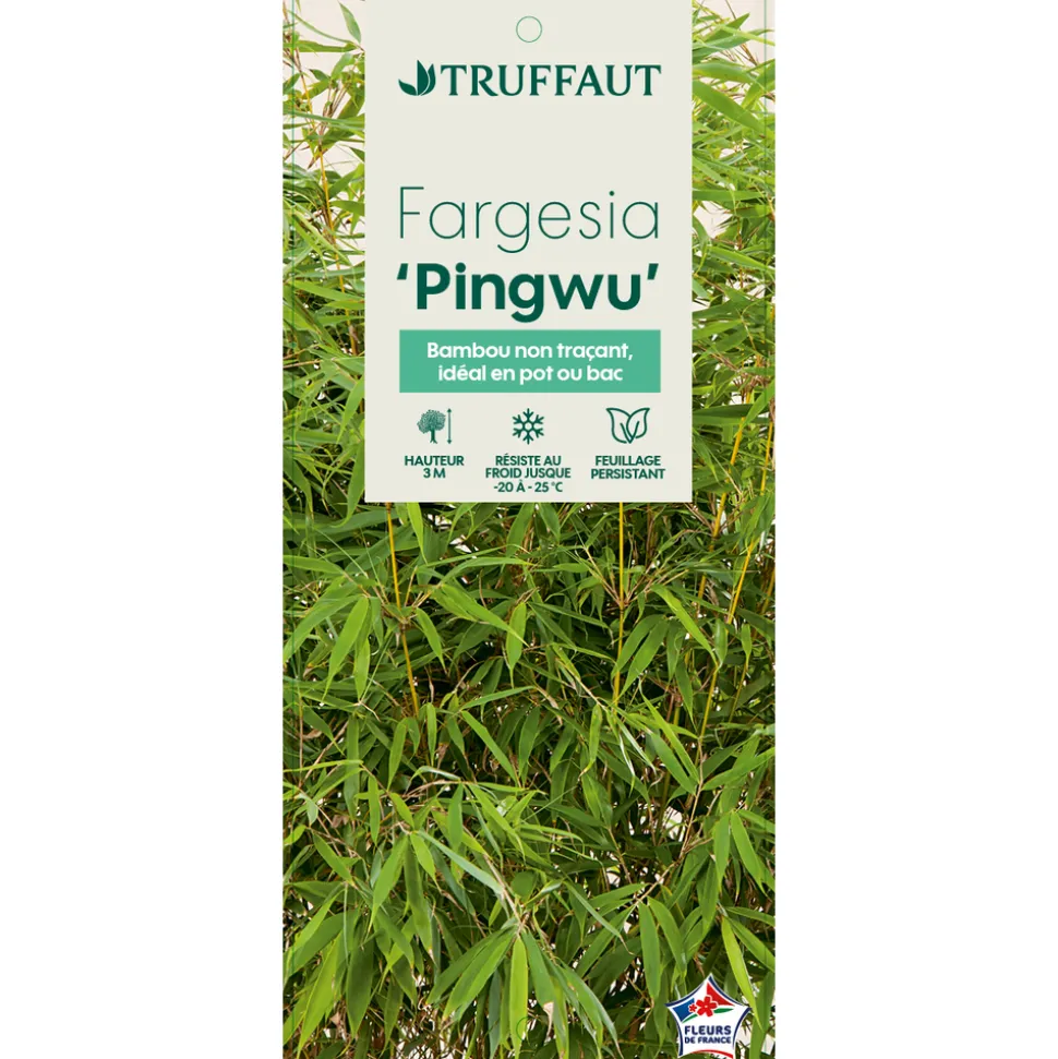 TRUFFAUT - Bambou non-traçant fargesia robusta 'Pingwu': pot de 12 litres