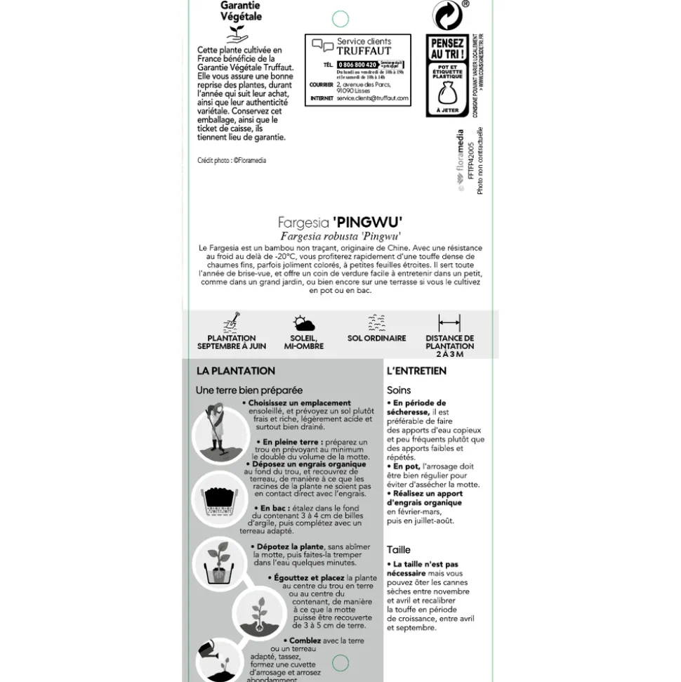TRUFFAUT - Bambou non-traçant fargesia robusta 'Pingwu': pot de 12 litres