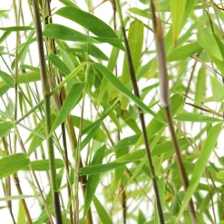 TRUFFAUT - Bambou non-traçant fargesia nitida 'Red Dragon': pot de 5 litres