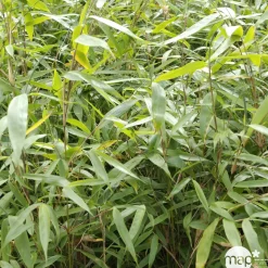 TRUFFAUT - Bambou non-traçant fargesia robusta 'Pingwu': pot de 5 litres