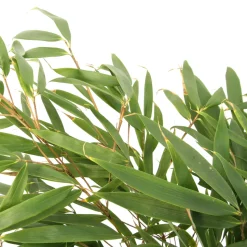 TRUFFAUT - Bambou non-traçant fargesia robusta 'Pingwu': pot de 5 litres