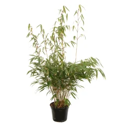 TRUFFAUT - Bambou non-traçant fargesia robusta 'Pingwu': pot de 5 litres