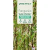 TRUFFAUT - Bambou non-traçant fargesia scabrida 'Asian Wonder'- pot de 5L