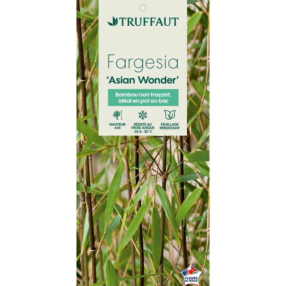 TRUFFAUT - Bambou non-traçant fargesia scabrida 'Asian Wonder'- pot de 5L
