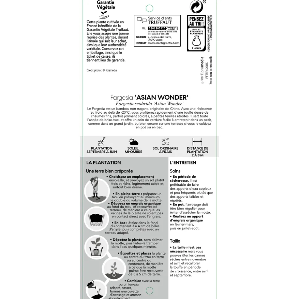 TRUFFAUT - Bambou non-traçant fargesia scabrida 'Asian Wonder'- pot de 5L
