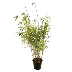 TRUFFAUT - Bambou non-traçant fargesia scabrida 'Asian Wonder'- pot de 5L